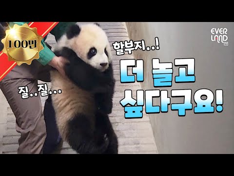 [ENG](역대급 뚠빵) 나들이 준비 한창인 쌍둥이 아기판다와 6연속 앞구르기 장인 푸바오🖤｜