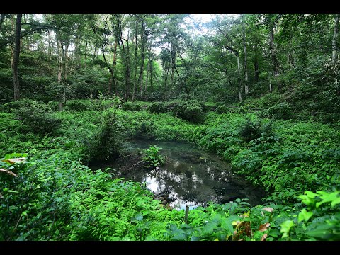 [Natural environmental sounds] Summer morning Hiruzen Shiogama cold spring water sound