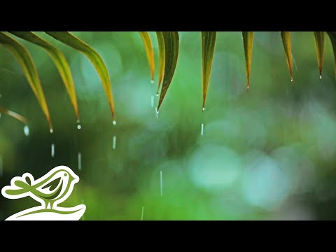 Relaxing Piano Music &amp; Rain Sounds 24/7