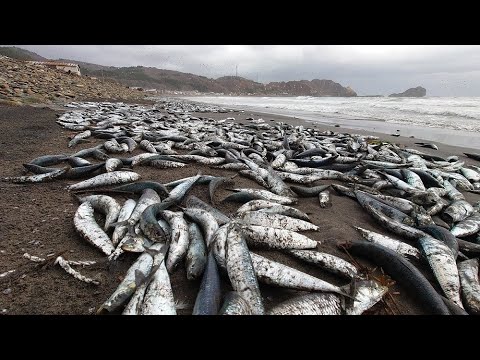 函館の海岸に死んだ大量の魚&hellip;次々と打ち上げられる異様な光景広がる その正体は&ldquo;イワシ&rdquo;と&ldquo;サバ&rdquo;