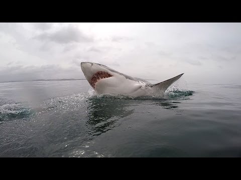 Great White shark diving - South Africa