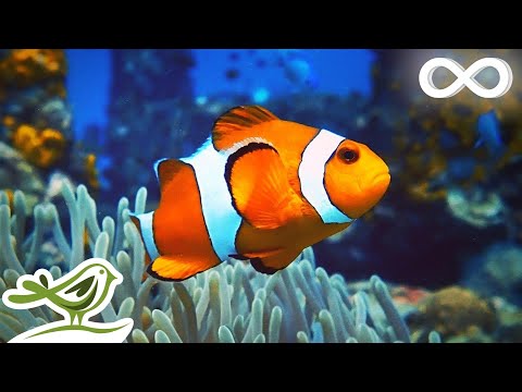 Calm Marimba Music &amp; Water Sounds in Aquarium &bull; Sleep, Relax, Spa, Yoga, Zen Meditation