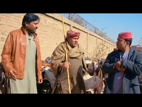 rana ijaz funny video | bakri or tiger