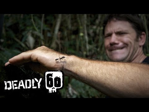 Handling The World's Biggest Ant! | Deadly 60 | BBC Earth Kids