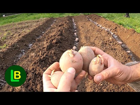 DOUBLE THE YIELD OF POTATO. Don't plant potatoes in the ground before doing this