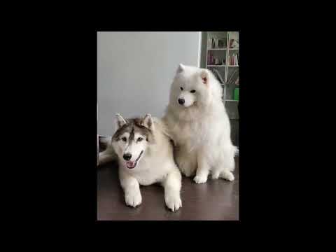 New Funny Animals 😂 Funniest Cats and Dogs Videos 😺🐶