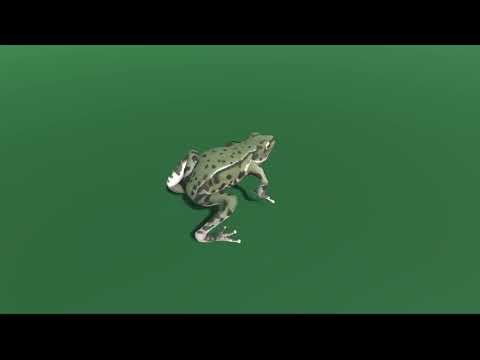 Frog Hopping in a circle