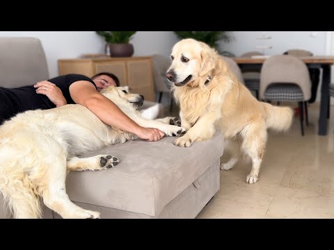 What Does a Golden Retriever do when He Finds His Owner Sleeping with Another Dog