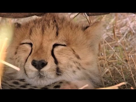 Cheetah Cubs Find Perfect Nap Spot | Little Big Cat | BBC Earth Kids