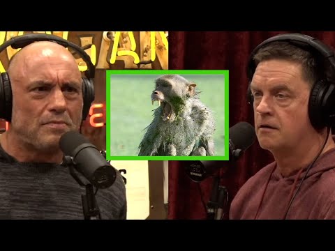 Joe Talks to Jim Breuer About People Fighting Monkeys