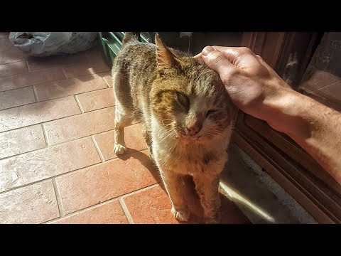 Stavo accarezzando questo gatto, poi ho scoperto che...