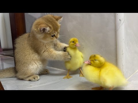 Cute kitten invites ducklings to play together!