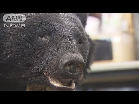 青梅市でクマに飲食店荒らされる　猟友会が射殺(16/10/23)