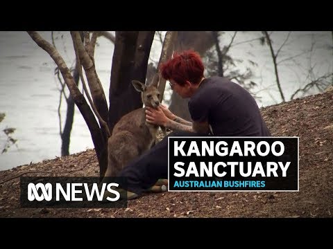 Kangaroo sanctuary destroyed by bushfires as locals count cost to native wildlife | ABC News