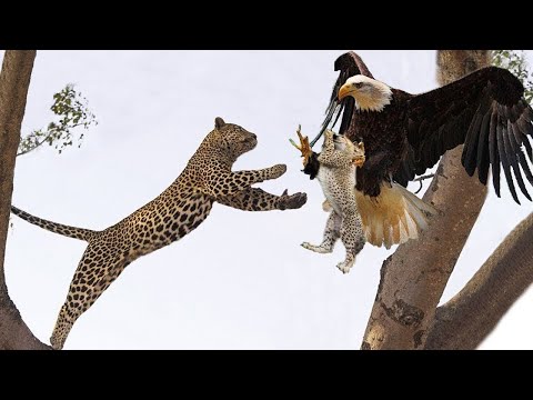 OMG! Giant Eagle Hunt Leopard Cub When Mother Leopard Climbing Tree Attack Monkey - Leopard vs Eagle