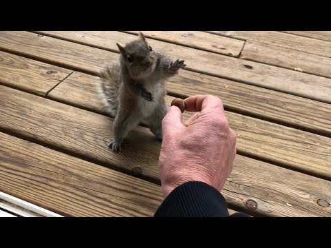 Squirrel Thoughts and Bitten Fingers