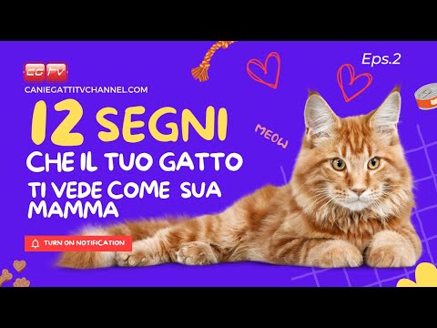 12 segni che il tuo gatto ti vede come sua mamma