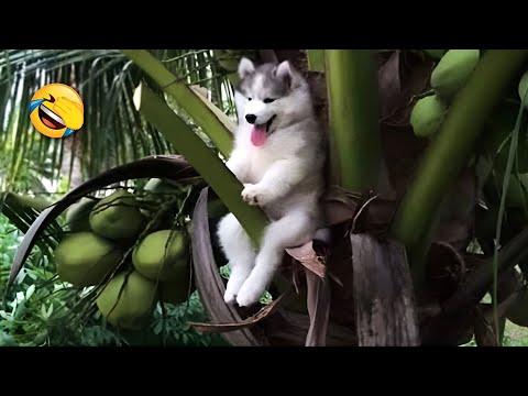 3 Hours of Hilarious Animals 😅 Funniest Dogs &amp; Cats Of The Year 🐾