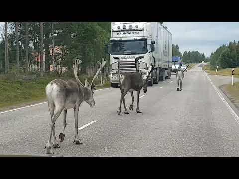 Meet the street gangs of Lapland 🇫🇮🦌😍