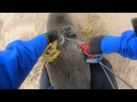 GoPro: Pup Caught in Rope