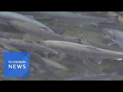 '강추위 돌아왔다'...화천 산천어축제 준비도 탄력