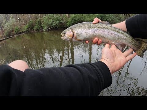 Every Cast Action (almost) Catching Trout! Found the Honey Hole!