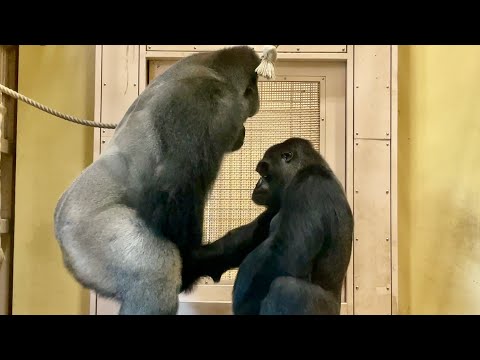 Gorilla courtship Shabani and Ai　