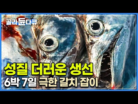 51km 한 가닥 낚싯줄에 은갈치가 줄줄이 딸려오는데! 과연 만선할 수 있을까?┃제주 바다 갈치와의 한판 승부! 29톤 해광호 출항기┃극한 갈치잡이┃극한직업┃