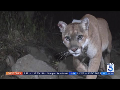 Wildlife officials plan to capture L.A.'s famous mountain lion, P-22, after it killed a leashed dog