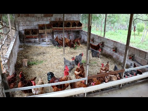 Important change in the chicken coop - The welfare of the chickens