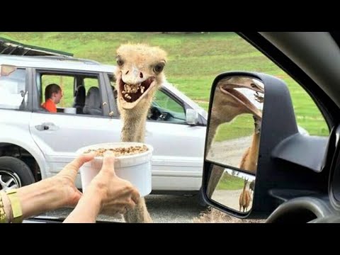 FUNNIEST Pet Fails! 🤣 Best Compilation 2023