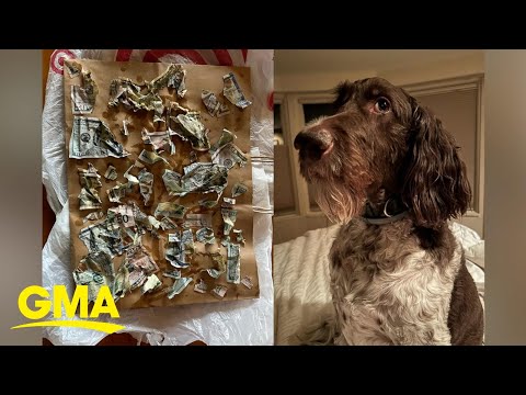 Cecil the dog eats thousands of dollars of his owners' money