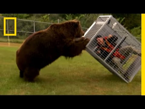 Brown Bear Attack | Dangerous Encounters: Alaska's Bear Country and Beyond