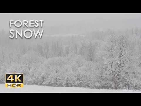 Forest Snow - Peaceful Snowing - Relaxing Winter Ambiance - Heavy Snowfall - Snowy Trees - 4K HDR