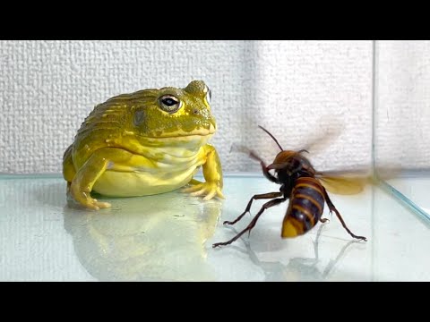 A cute frog eating a giant hornet