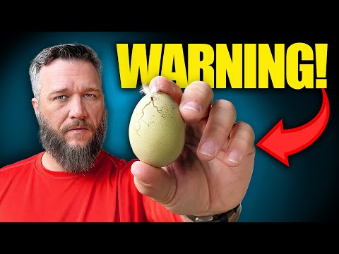 Shocking Reason You Shouldn&rsquo;t Keep Chickens For Eggs!