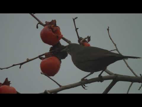 Blackbird - Turdus merula - შავი შაშვი მიირთმევს კარალიოკს