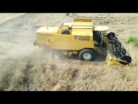 NEW HOLLAND TX-68 | WHEAT HARVESTING | HARVEST 2023 | Thiva, Greece