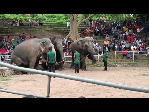 Elephant 🐘🐘 Dance at Sri Lanka Zoo (Dehiwela Zoo)