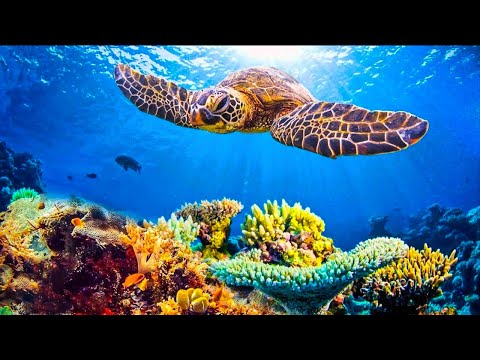 Beautiful Relaxing Music - Stop Overthinking, Stress Relief Music, Sleep Music, Calming Music #17