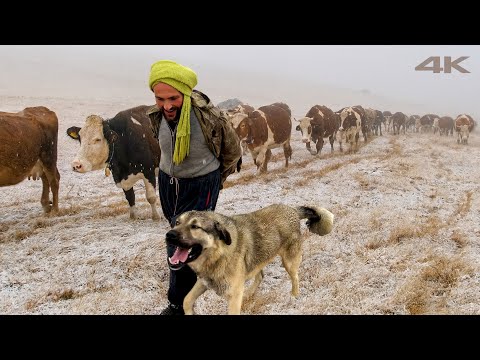 Coming Home from the Abandoned Mountains | Documentary