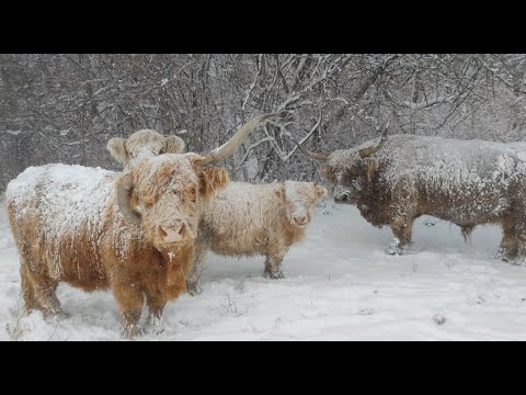 Ice age highland cows = Blizzard of 2022