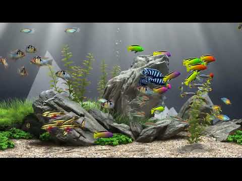 Relaxing Aquarium Fish Tank 142