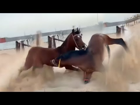 100 Craziest Animal Fights of All Time 2023