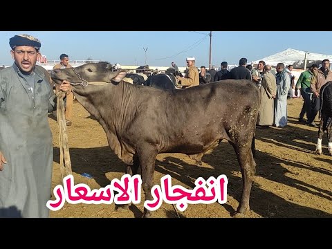 ارتفاع رهيب لأسعار العجول البقري اللحم المحير اليوم (سوق دمنهور للمواشي) السوق اليوم 1/20