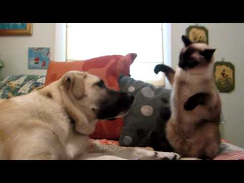 Cat boxing dog. Who wins?