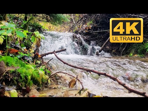 4K Restful Forest Creek 🍁NO MUSIC - Relaxing Nature Video with ambient sound for sleep, study, work