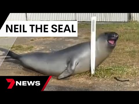 Neil the seal goes viral on social media, menacing locals in Dunalley, Tasmania | 7 News Australia