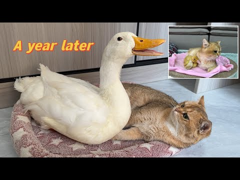 The duckling raised by the kitten has grown up! Adult duck wants to sleep with cat, cat is shocked!