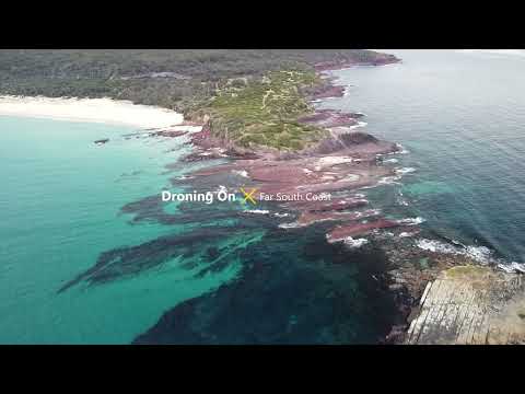 Australian fur Seal and Dolphins cruising at Haycock